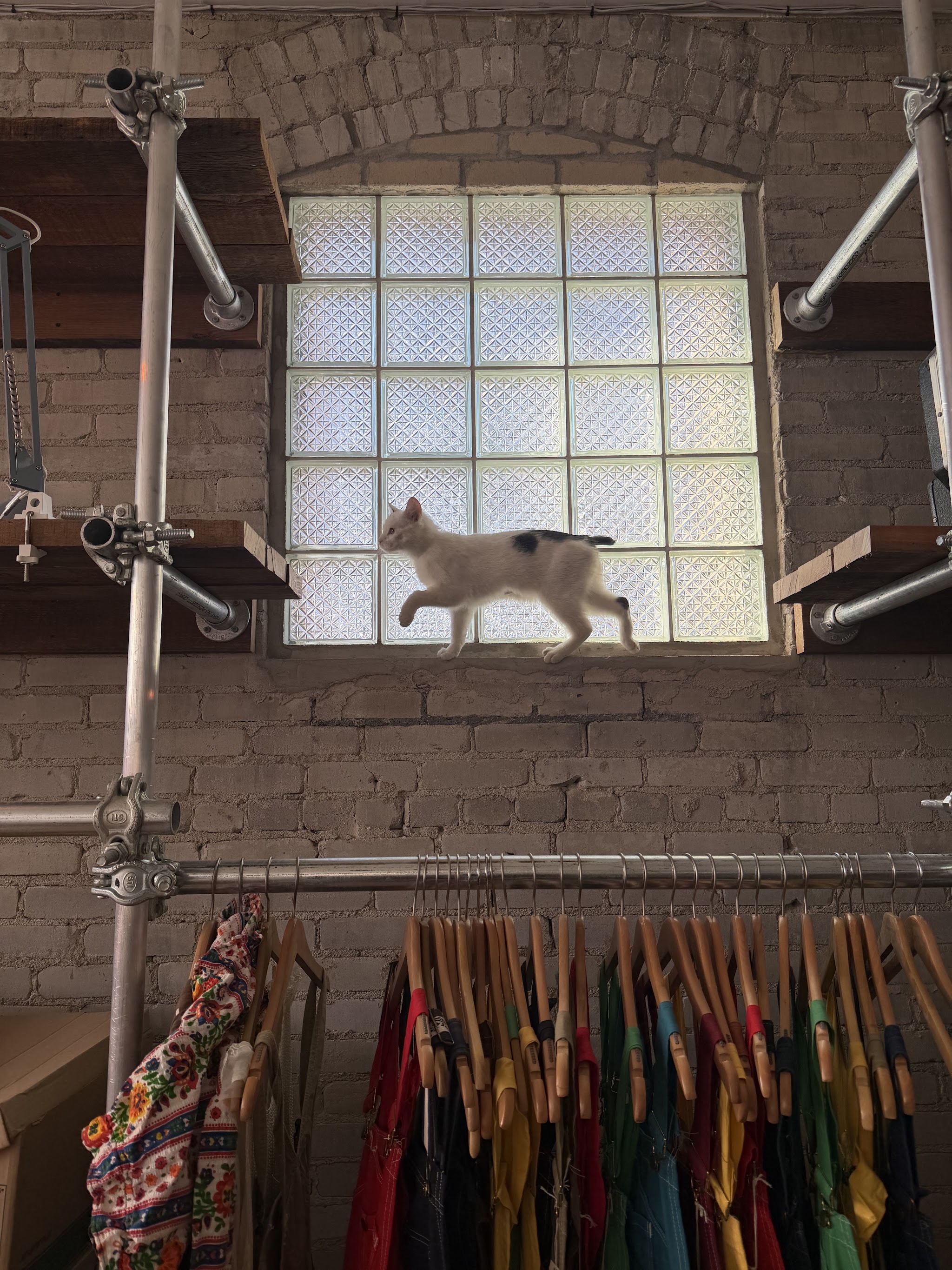 The shop cat walking along a shelf in front of a glass block window, above a rail of brightly coloured shirts
